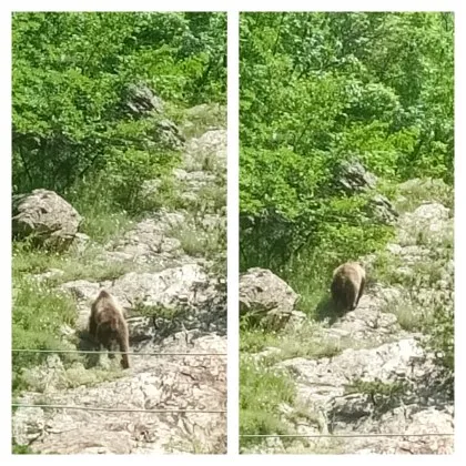 Днес по обяд край водопад Сучурум до Карлово беше забелязан