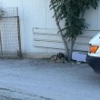Ще помогне ли някой на Роки – доброто куче, което вече не маха с опашка СНИМКИ