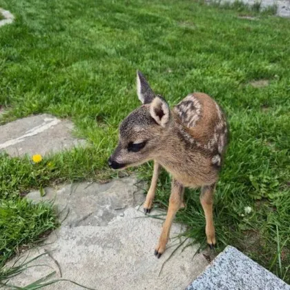 В сърцето на планината там където животът е тих див