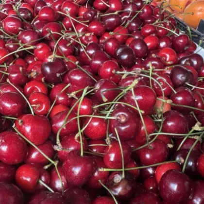Цените на черешите остават високи заради слабата реколта На места