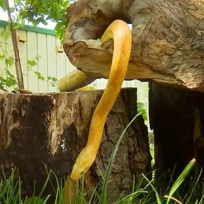 В централната част на Варна се появи неочакван посетител
