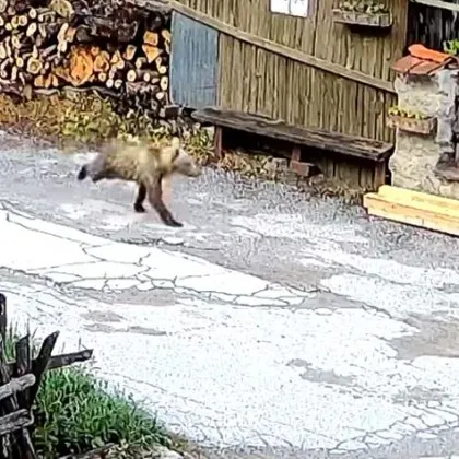 Мече притича из родопско село ВИДЕО