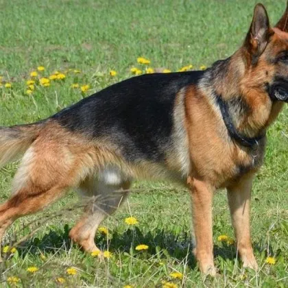 Столичният инспекторат и общинската полиция започват от понеделник ежедневни проверки