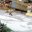 Мече притича из родопско село ВИДЕО