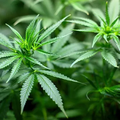 Наркооранжерия с канабисови насаждения е разкрита на територията на село