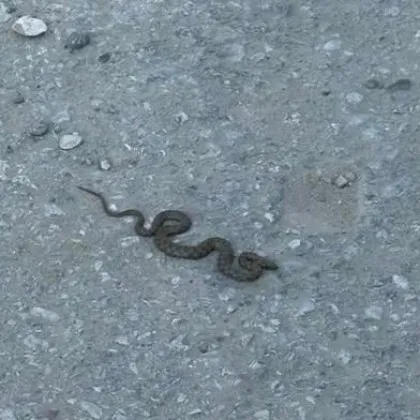 Жега и неканени гости – така започва юни в Асеновград