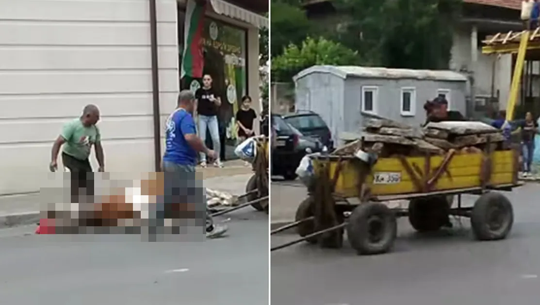Изнемощял кон се строполи на улица в Кюстендил ВИДЕО