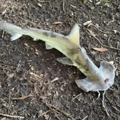 Необичайно събитие се случи на игрище за диск голф в