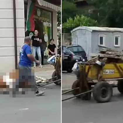 Изнемощял кон се строполи на улица в Кюстендил ВИДЕО