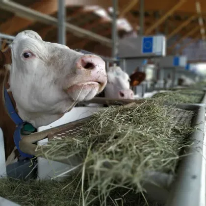 Климатичните промени не само влияят върху реколтата и добитъка но