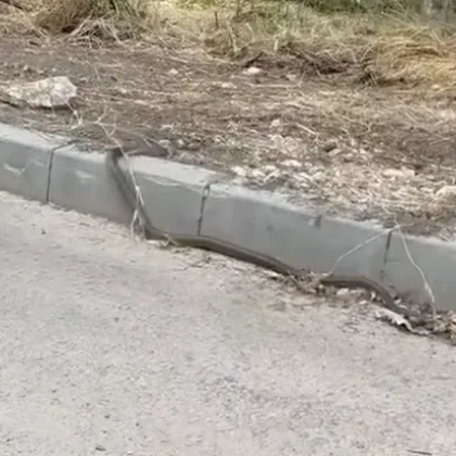 Змия пропълзя до детска площадка