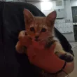 Съседи спасиха заклещено коте