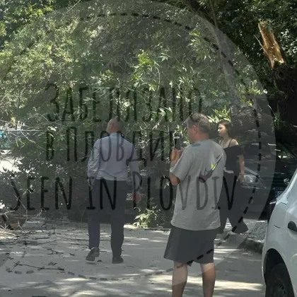 Дърво се е стоварило на улица Болград в Пловдив в