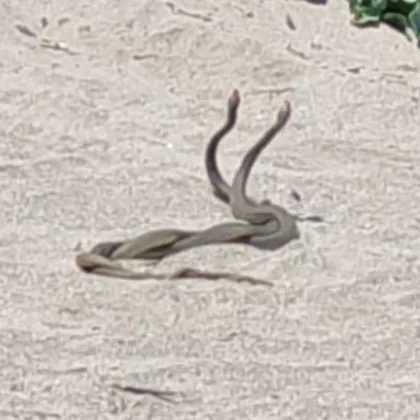 Необичайна гледка изненада почиващи по Южното Черноморие вчера Две змии