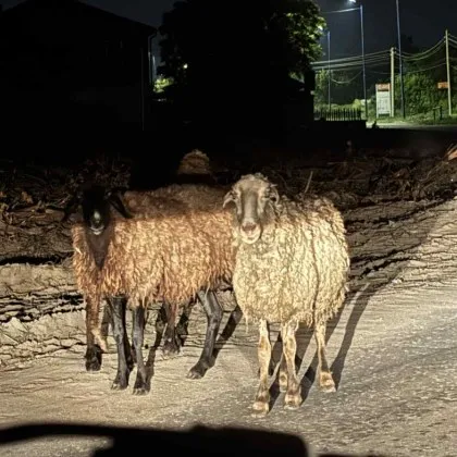На пътя между Пазарджик и с Добровница вечерите вече не