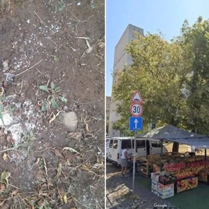 Опит за "убийство" на дърво до сергия в София, заливат го със солена вода СНИМКИ