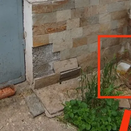 Таксиджия с непристойно поведение – уринирал в тарелка за вода на улични котки