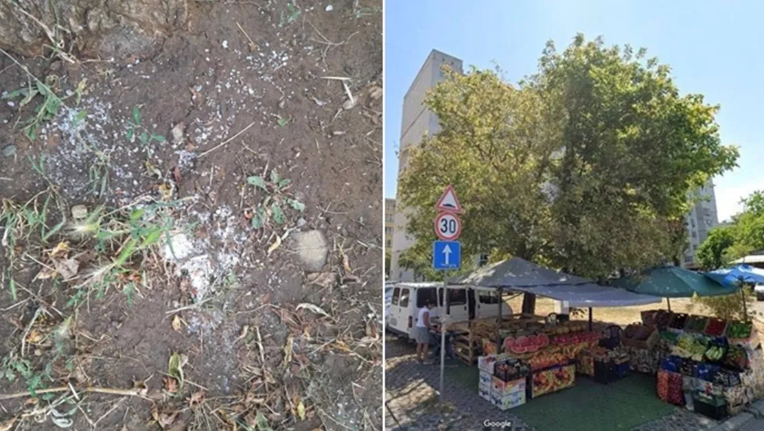 Опит за "убийство" на дърво до сергия в София, заливат го със солена вода СНИМКИ
