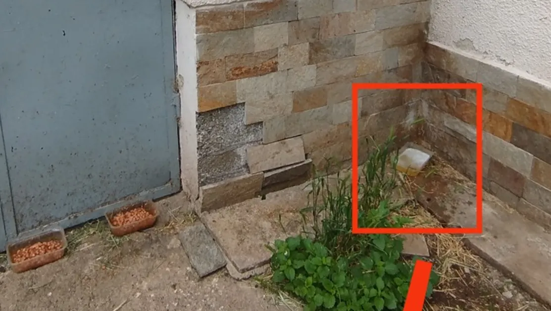 Таксиджия с непристойно поведение – уринирал в тарелка за вода на улични котки