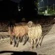Коч с характер тества броните край Пазарджик