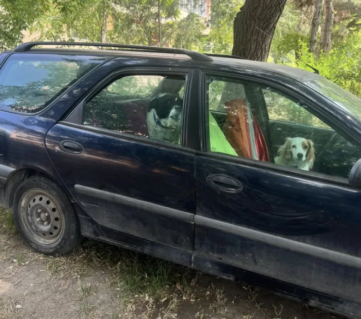 Кучета живеят в заключен автомобил. Защо никой не реагира? СНИМКИ