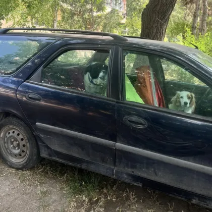 Кучета живеят в заключен автомобил. Защо никой не реагира? СНИМКИ