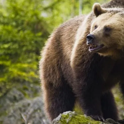 От началото на годината 26 пъти мечки са нападали и