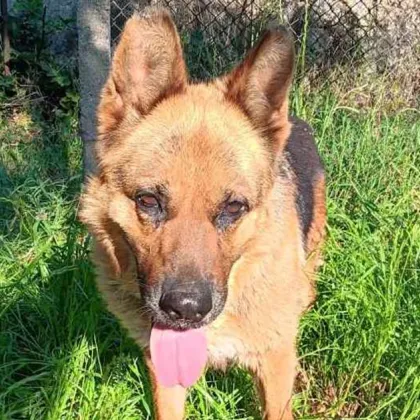 На ужасяваща гледка се е натъкнал вчера в ранния следобед