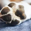 Кошмар! Кола влачи вързано куче