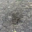 Железа стърчат в столичен парк