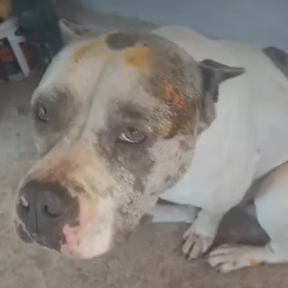 Домашно куче в бургаския квартал Банево е било замеряно с