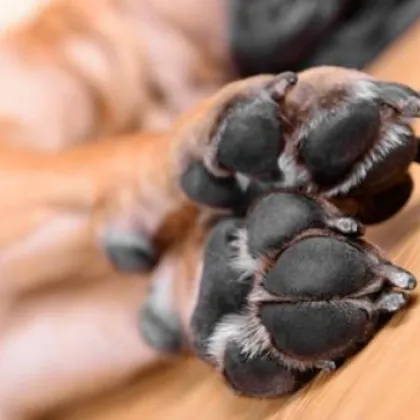 Днес 14 юни от 10 00 ч пред кметството в Българово