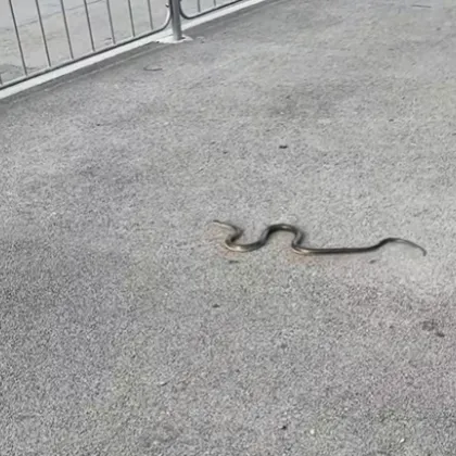 Необичайна гледка вдигна адреналина на столичани в квартал Дружба след