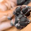 Жители излизат на протест след смъртта на влаченото от кола куче