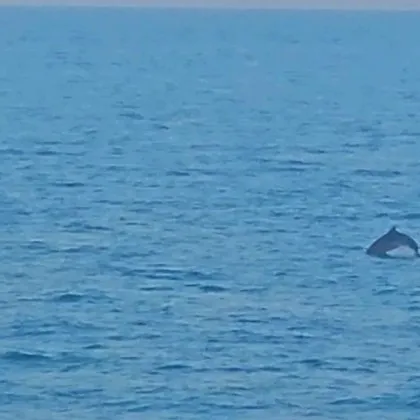 Една обикновена вечеря край морето се превърна в истинско вълшебство