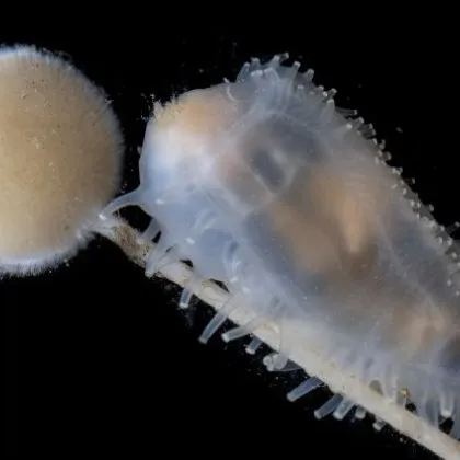 Дълбоководна експедиция до една от най отдалечените островни вериги на Земята