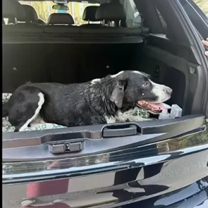 Жестокост към животно взриви социалните мрежи Мъж е влачил куче