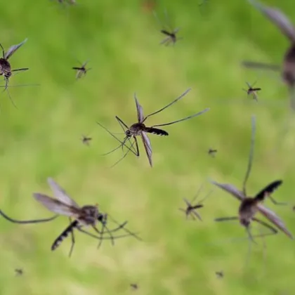 Големи рояци от комари превръщат живота на жителите на град