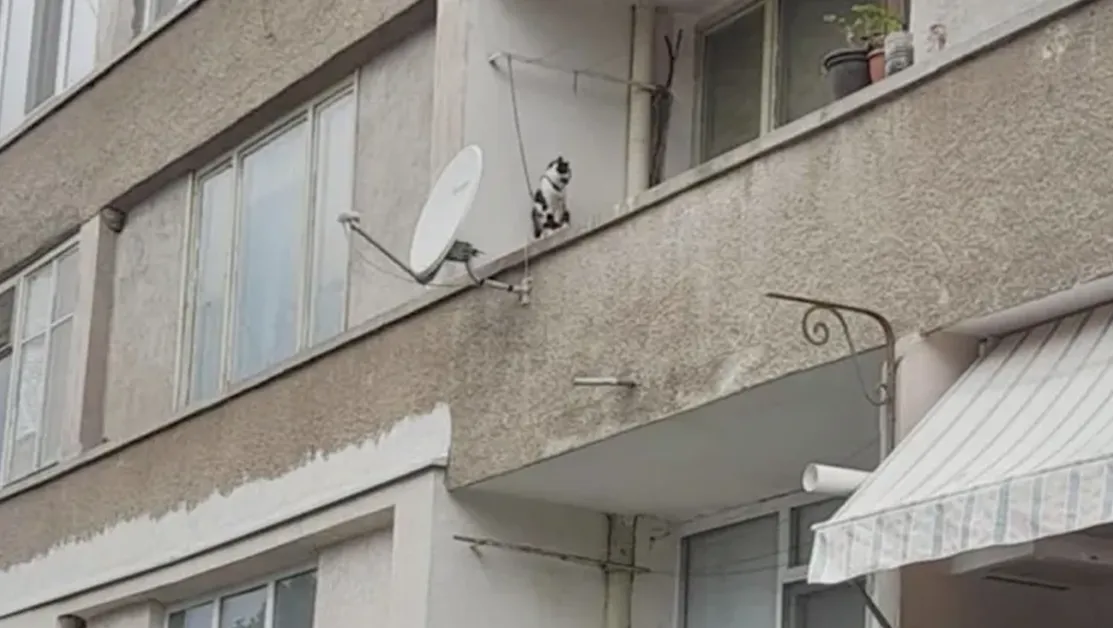 Котка в окови: Пореден случай на тормоз над животно