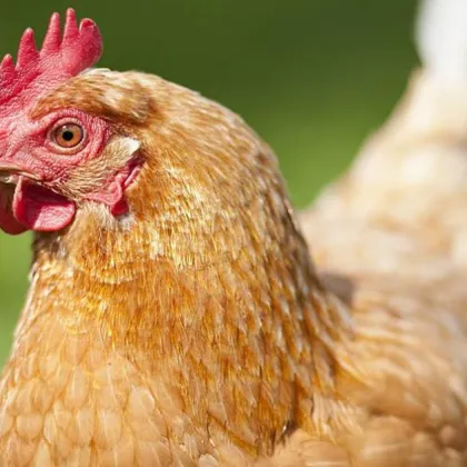 В резултат на постъпил сигнал съдържащ информация и видеоматериали относно