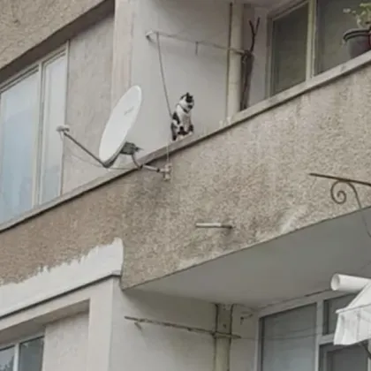 Шокиращ случай на жестокост към животно котка вързана с