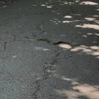 Сигнал за змия в парк Лаута в Пловдив отправи дама