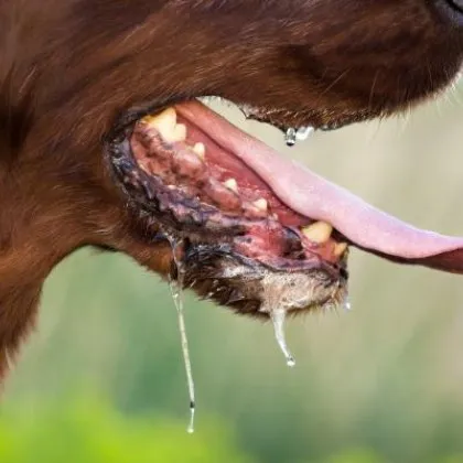 Жена в Йоркшир Великобритания почина от бяс след като е била