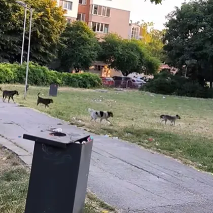 Кучета в парк предизвикаха противоречиви реакции ВИДЕО