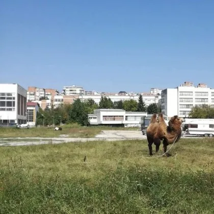 Неочакван гост: камила пасе кротко на полянка сред блокове СНИМКА