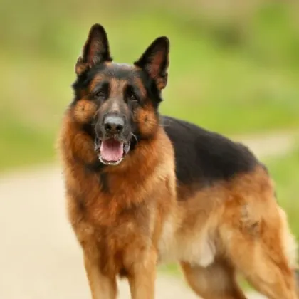 Сигнал за опасен инцидент с агресивно куче в бургаския квартал