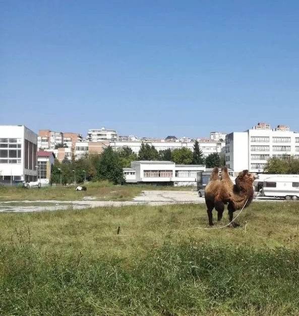 Неочакван гост: камила пасе кротко на полянка сред блокове СНИМКА