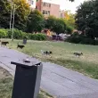Кучета в парк предизвикаха противоречиви реакции ВИДЕО
