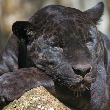 В дивата природа черните пантери избягват срещата с човек В