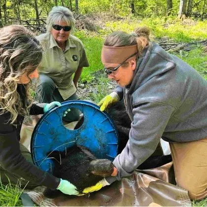 Експерти по дивата природа в щата Мичиган успяха най накрая да